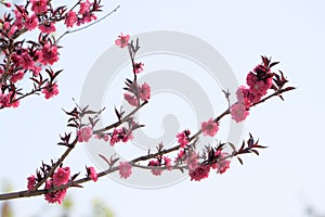 Red peach flowers