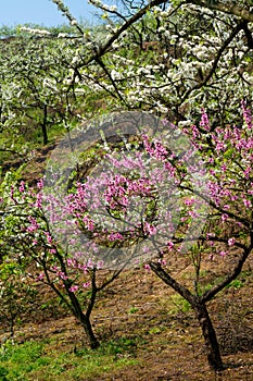 Red peach flowers  and White plum blossoms blooming warmly in spring sunny day