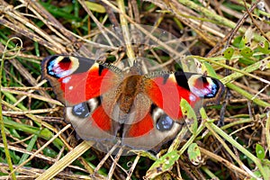 Red peacock butterfly (aglais io)