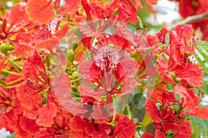 Red peacock flowers