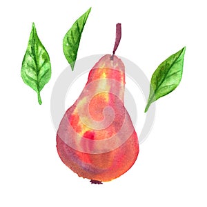 Red pear and green leaves. Hand drawn watercolor illustration. Isolated on white background.