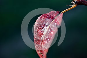 A red pear leaf with dew drops