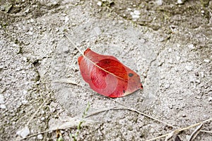 A red pear leaf lies on a wooden deck. On a wooden table lies a fallen leaf from a sinful tree. autumn leaves. Autumn leaf on a