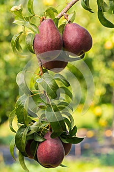 Red pears hanging on the tree