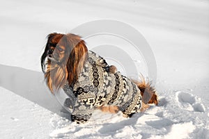 Red Pekines sit in the snow dressed in a grey jumpsuit with reindeer. photo