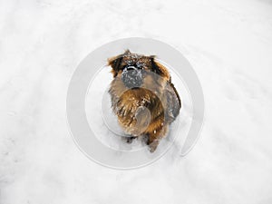 Red Pekines sit in the snow. Pet on a walk in a snowy park in winter photo