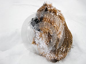 Red Pekines sit in the snow. Pet on a walk in a snowy park in winter photo