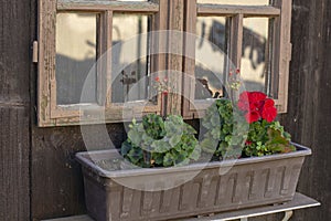 Red Pelargonium buds in the flower pot. Geranium flowers with old vintage window in the background