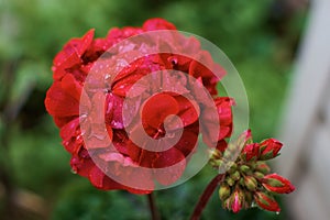 Red Pelargonium flower close up. Drops of water on a flower petal. Flowers halfway through the rain