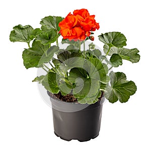 Red pelargonium in flower pot