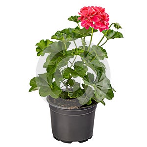 Red pelargonium in flower pot