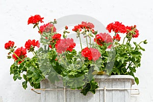 Red Pelargonium flowers.