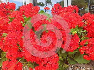 Red pelargonium flowers bloom in a pot