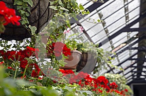 Red Pelargonium flowers growing in an old orchid house (plant nursery)