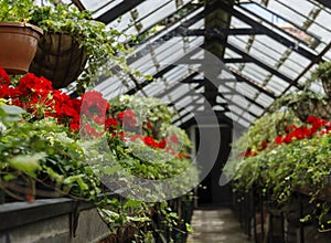 Red Pelargonium flowers growing in an old orchid house (plant nursery)