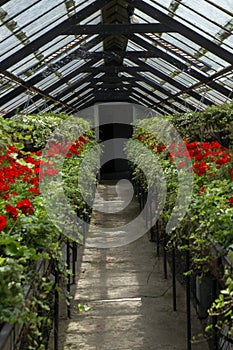 Red Pelargonium flowers growing in an old orchid house (plant nursery)