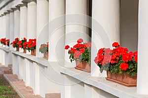 Red pelargonium flowers in a pot on the windowsill from outside