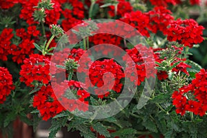 Red pelargonium (geranium) flower