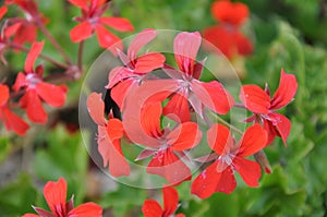 Red pelargonium geranium flower, blooming in a garden