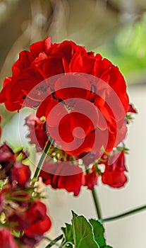 Red Pelargonium, Geraniums flowers, close up, green bokeh blur