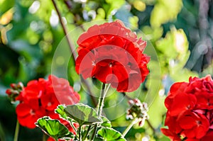 Red Pelargonium, Geraniums flowers, close up, green bokeh blur