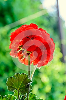 Red Pelargonium, Geraniums flowers, close up, green bokeh blur