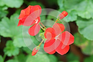 The red Pelargonium hortorum Bailey flower