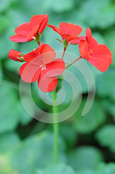 The red Pelargonium hortorum Bailey flower