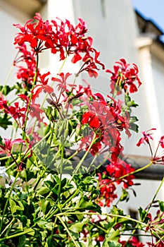 Red Pelargonium peltatum flower