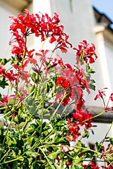 Red Pelargonium peltatum flower photo