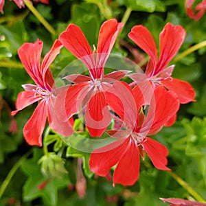 Red Pelargonium peltatum Ivy geranium flowers in red. Outdoor garden flowers.