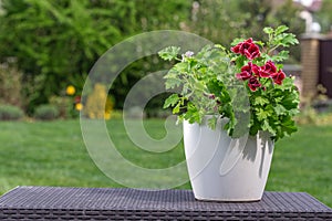 Red pelargonium on the table in the garden