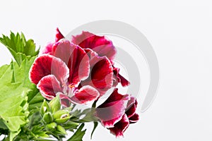 Red pelargonium in white flower pot