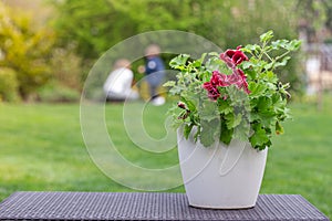 Red pelargonium in white flower pot in the garden