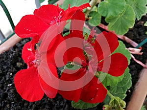 Red Pelargonium Zonale - Colorful Flower