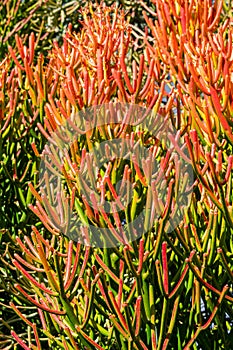 Red pencil tree euphorbia tirucalli orange leaves - closeup background image