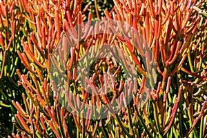 Red pencil tree euphorbia tirucalli orange leaves - closeup background image photo