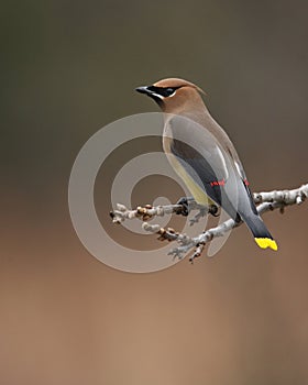 Red Pens (Cedar Waxwing) photo