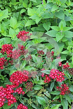 Red penta starcluster flowers