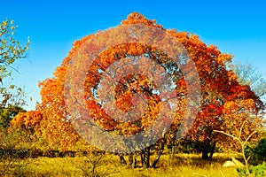 The red pentagon maple leaves