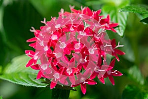 Red pentas closeup