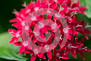 Red Pentas closeup