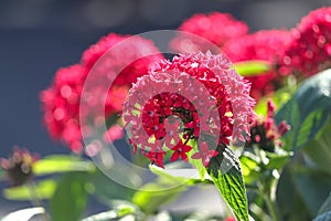 Red Pentas Lanceolata also known as egyptian starcluster in the garden.