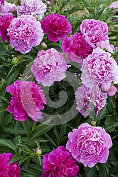 Red peonies photo