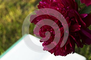 Red peonies on a book.