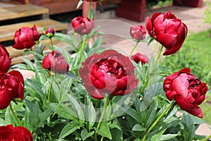 red peonies inte green garden