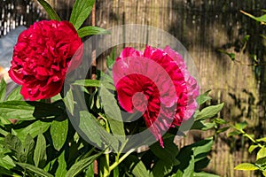 Red peonies in the garden. Blooming red peony. Closeup of beautiful red Peonie flower