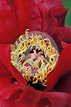Red peony