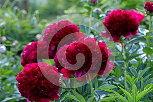 Red Peony albiflora. Paeonia officinalis Command Performance in the garden