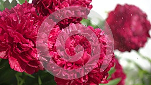 Red peony beautiful flowers peonies on sunny spring day